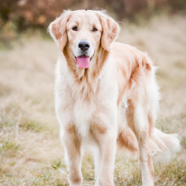 Golden Border Retriever